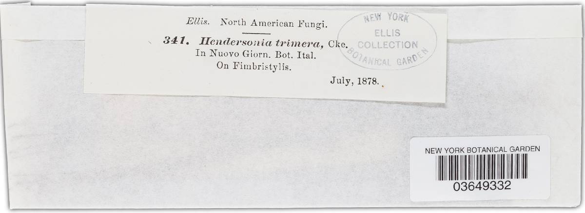 Hendersonia trimera image