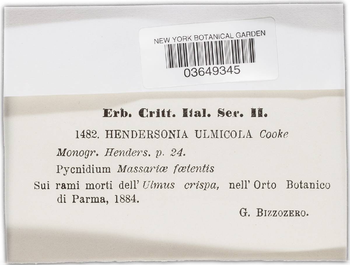 Hendersonia ulmicola image