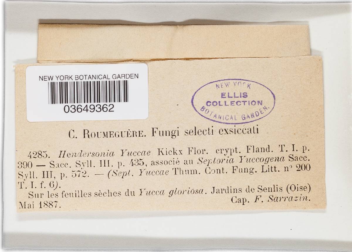 Hendersonia yuccae image