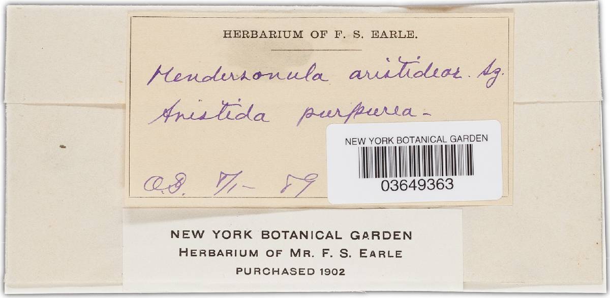 Hendersonula aristidae image