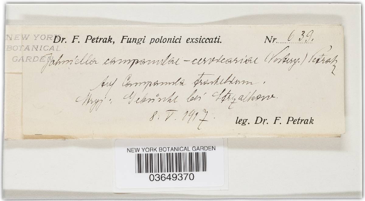 Jahniella campanulae-cervicariae image