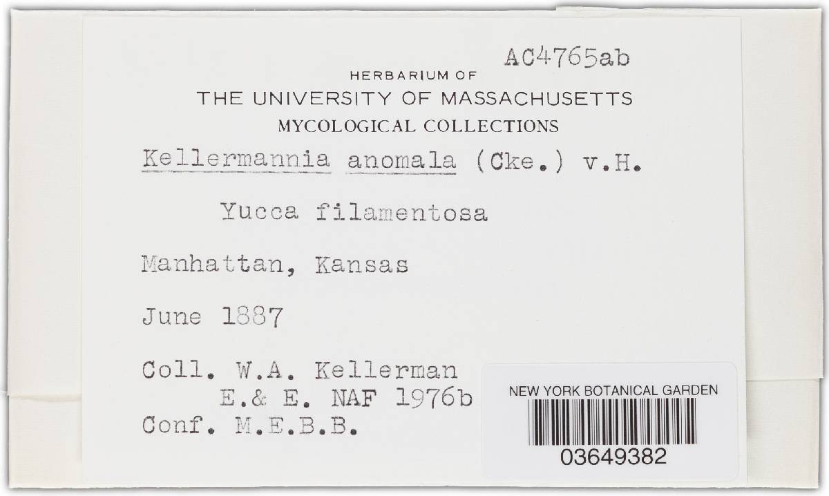 Kellermania anomala image