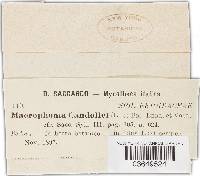 Dothiorella candollei image