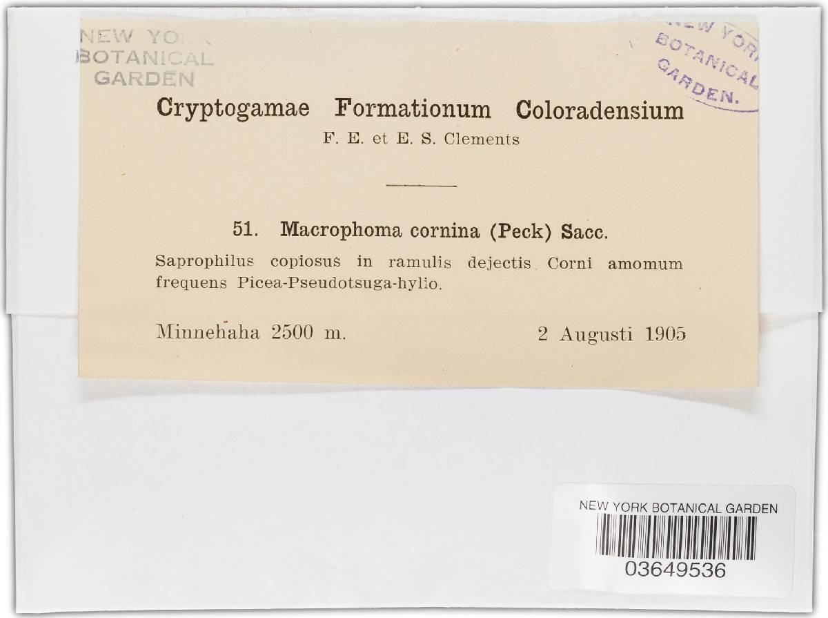 Cryptosporiopsis cornina image