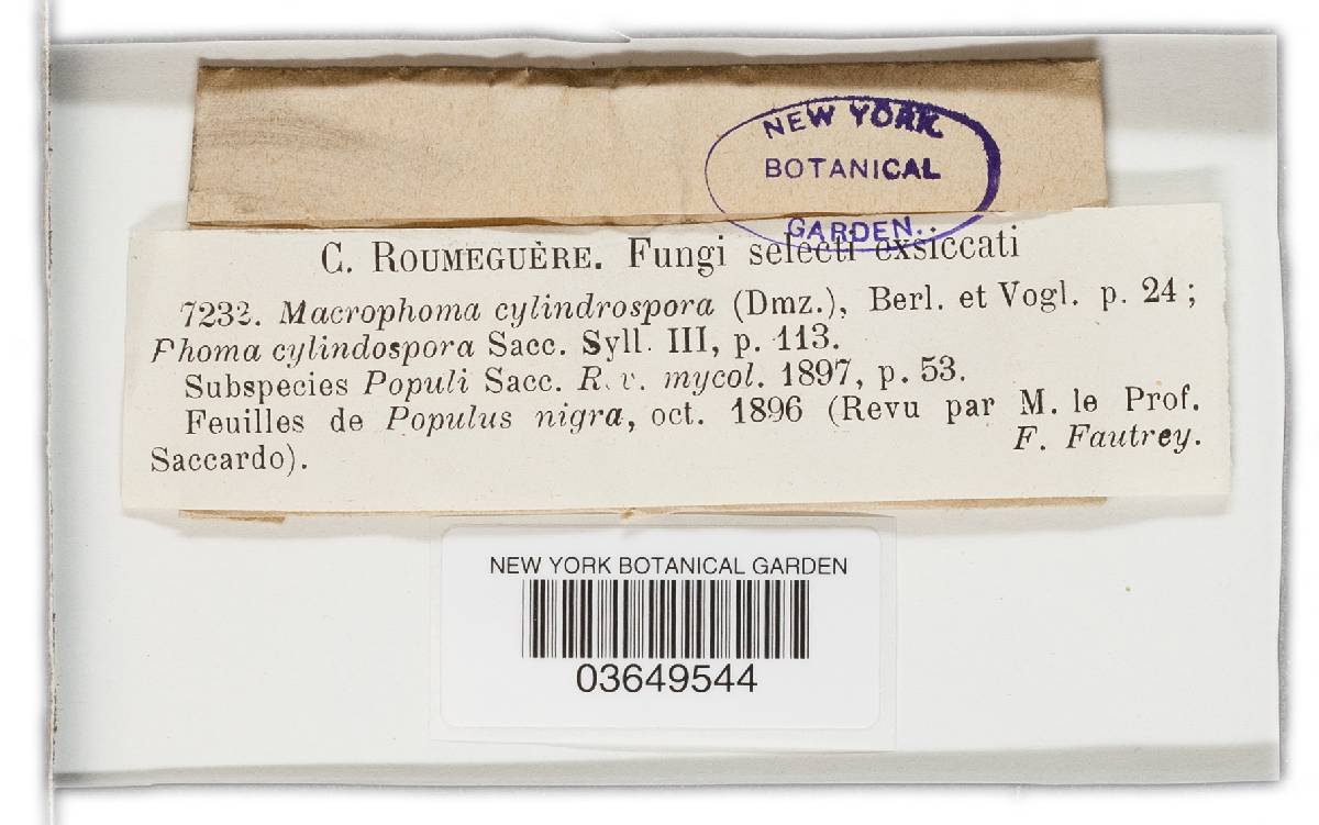 Coleophoma cylindrospora image