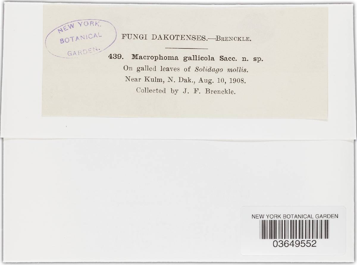 Macrophoma gallicola image