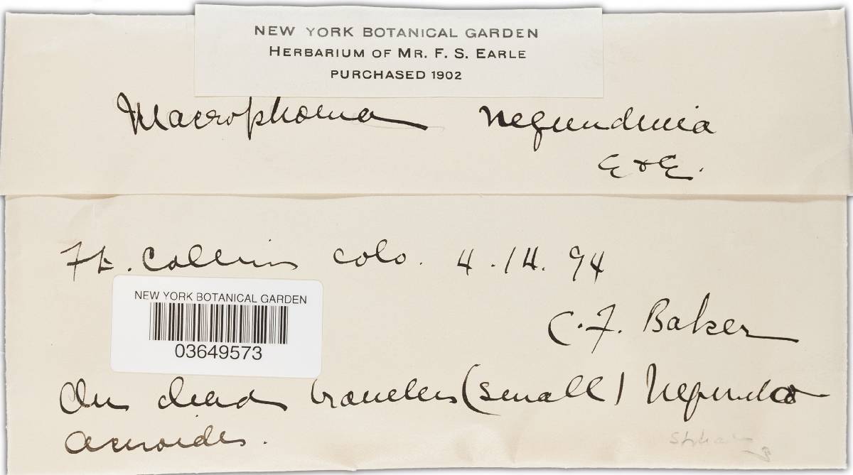 Macrophoma negundinis image