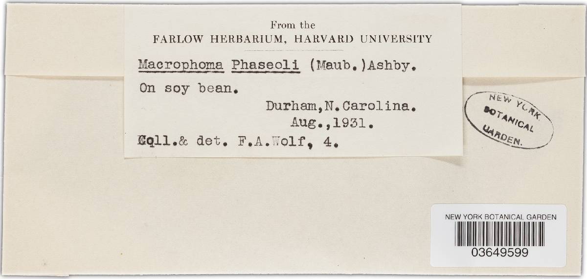 Macrophomina phaseolina image
