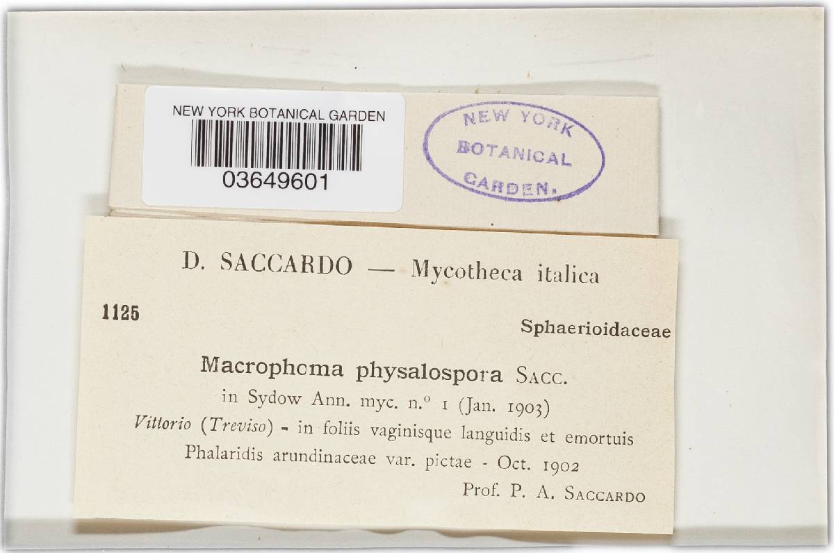 Macrophoma physalospora image