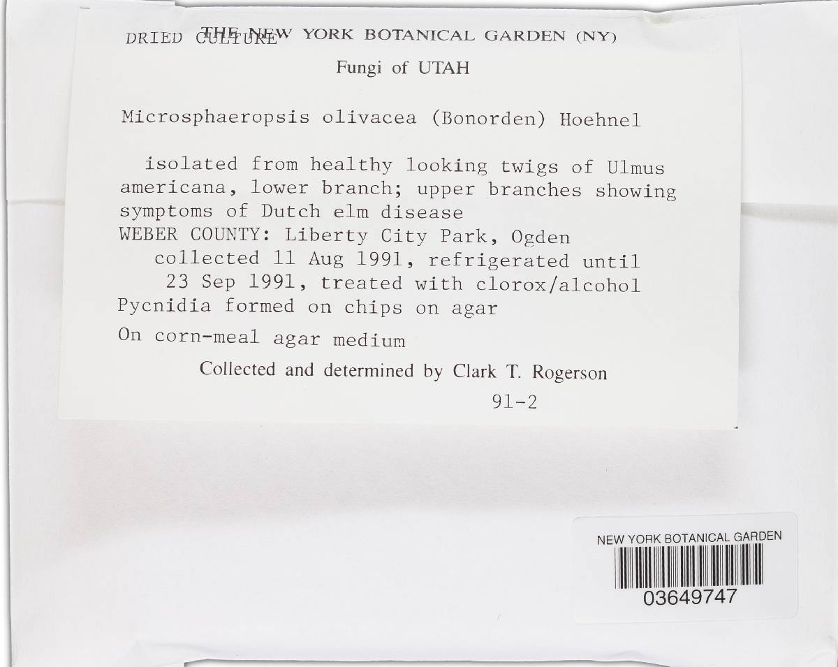 Coniothyrium olivaceum image