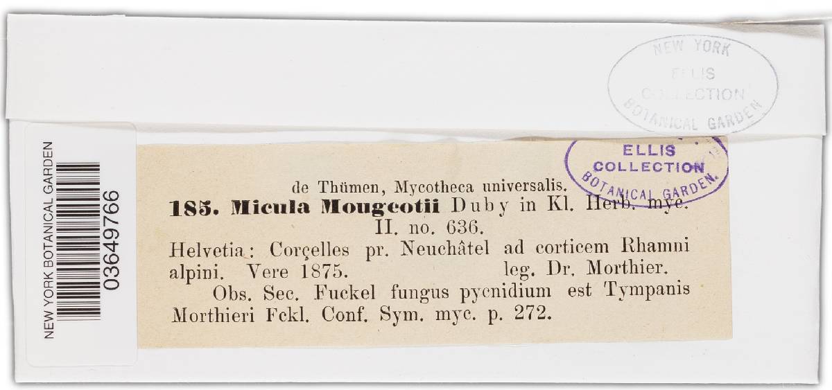 Micula mougeotii image