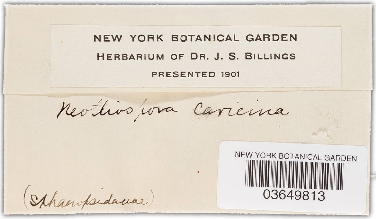 Neottiospora caricina image