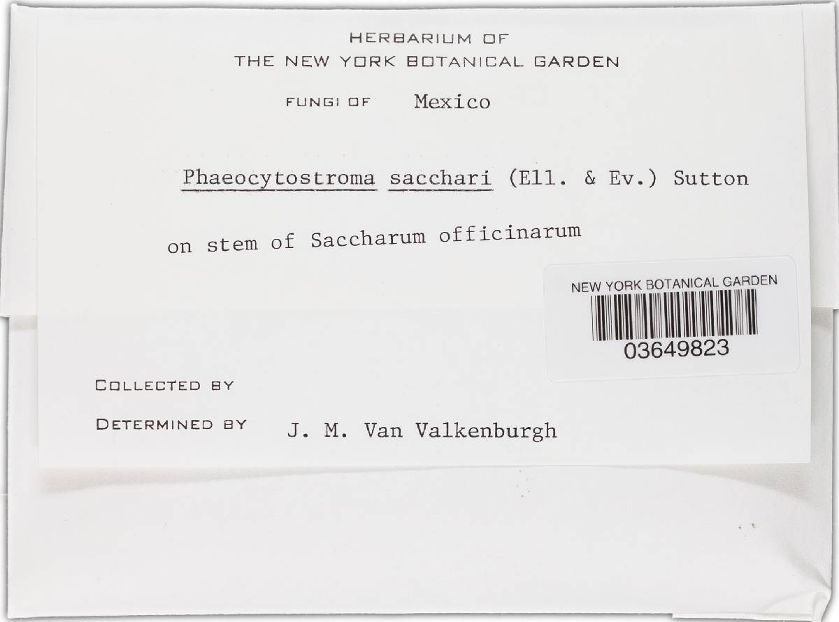 Phaeocytostroma image
