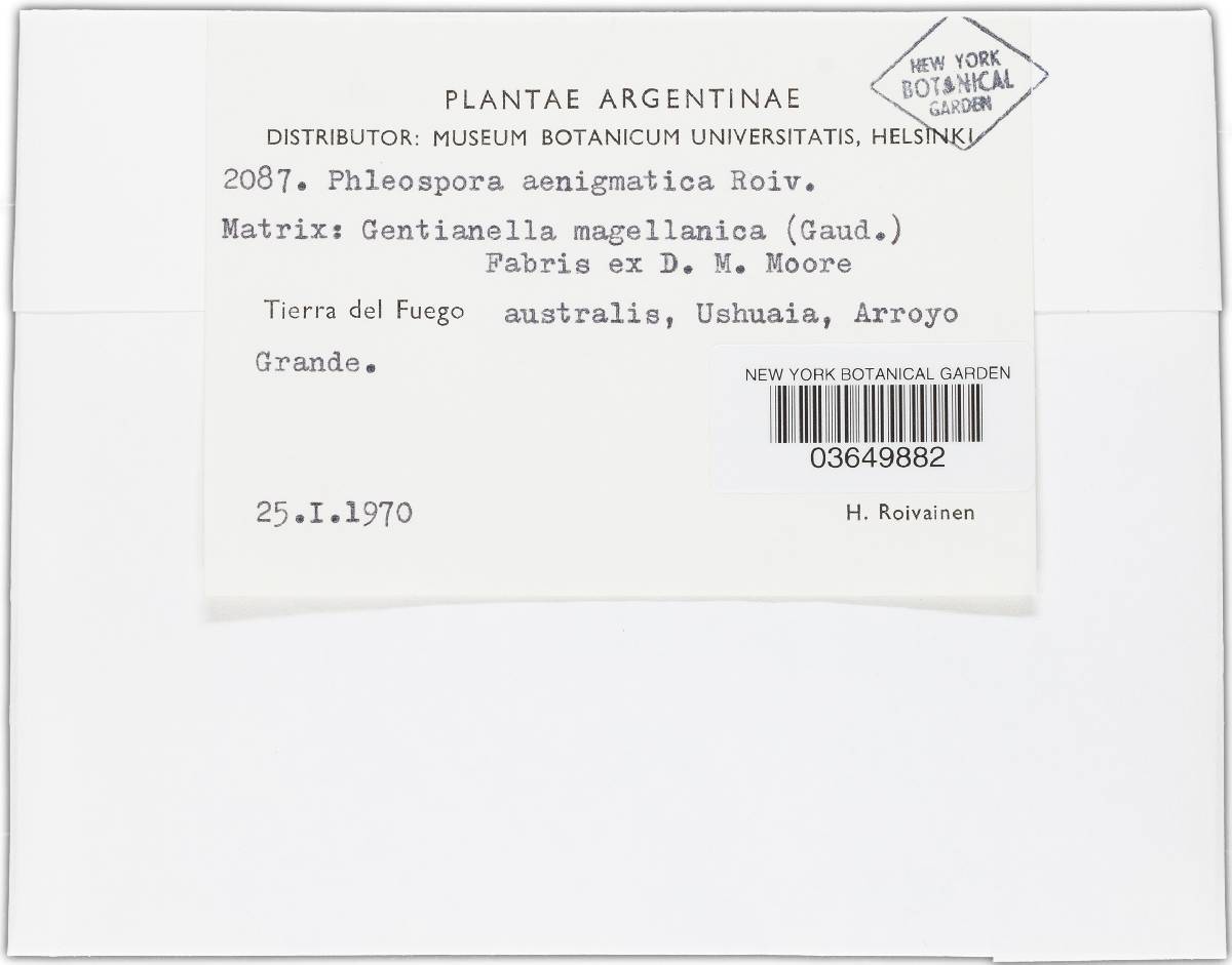 Phloeospora aenigmatica image