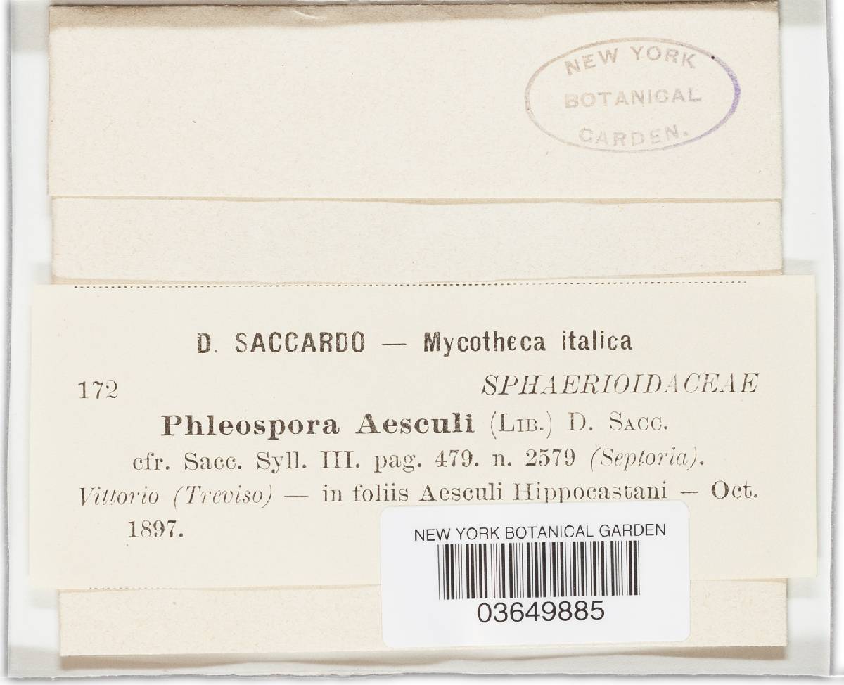 Phloeospora aesculi image