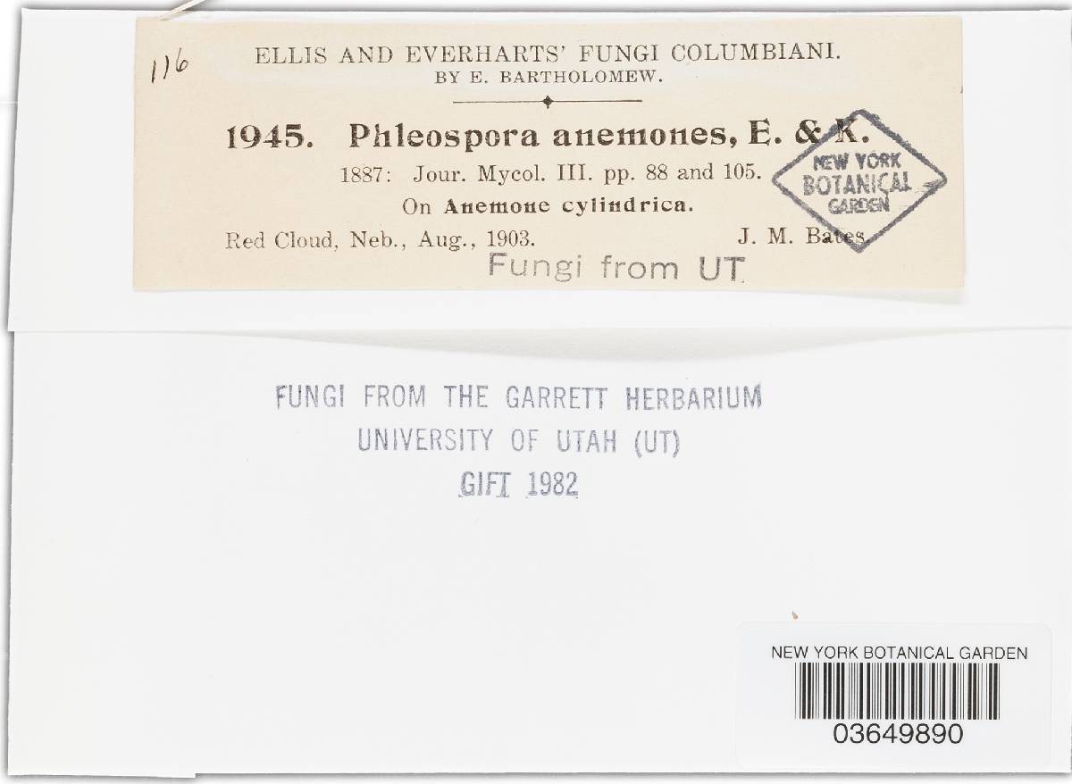 Phloeospora anemones image