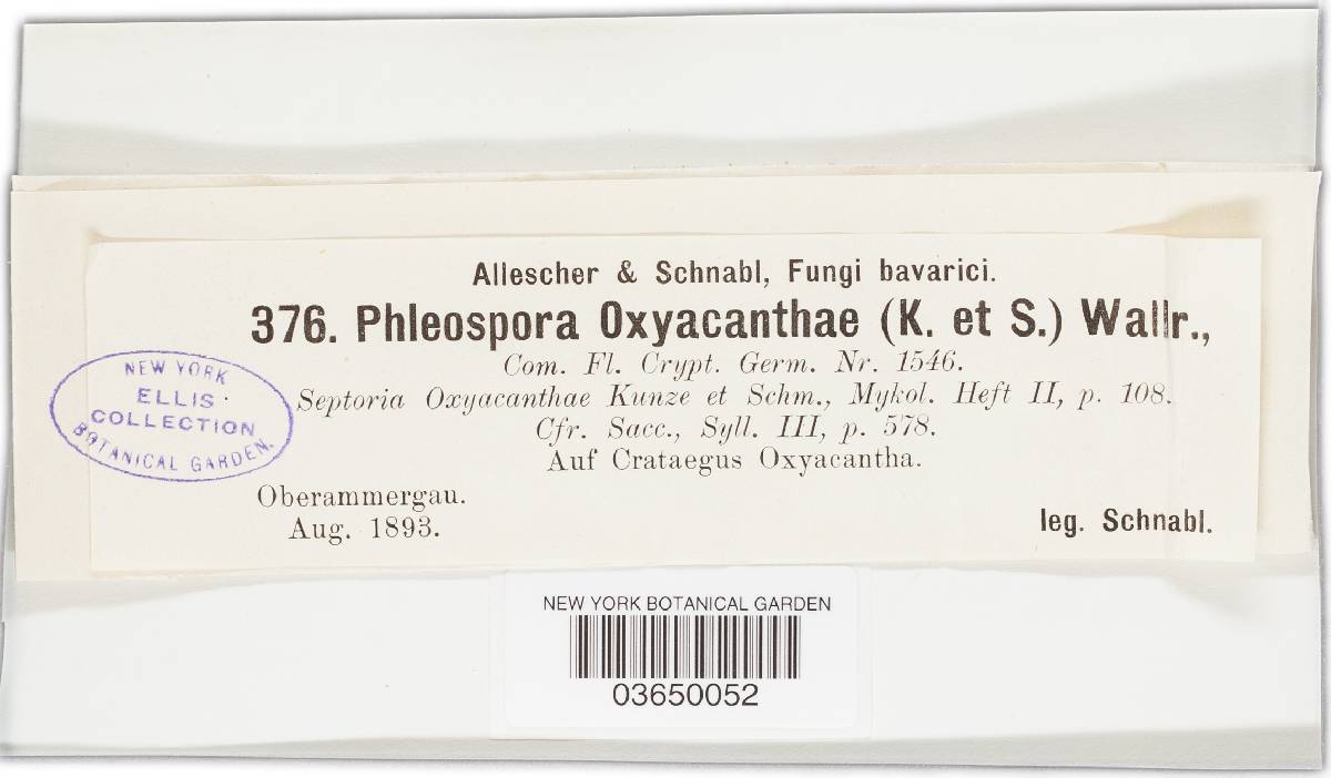 Phloeospora oxyacanthae image