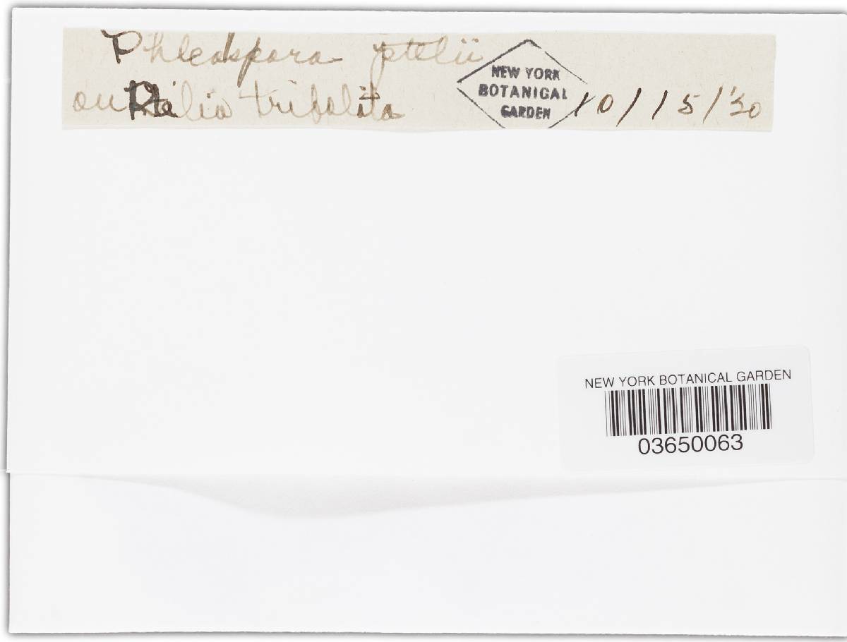 Phloeospora pteleae image