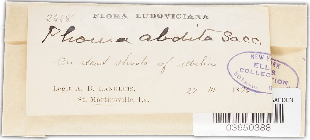 Phoma abdita image
