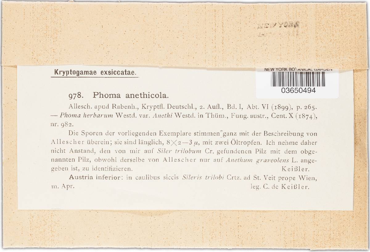 Phoma anethicola image