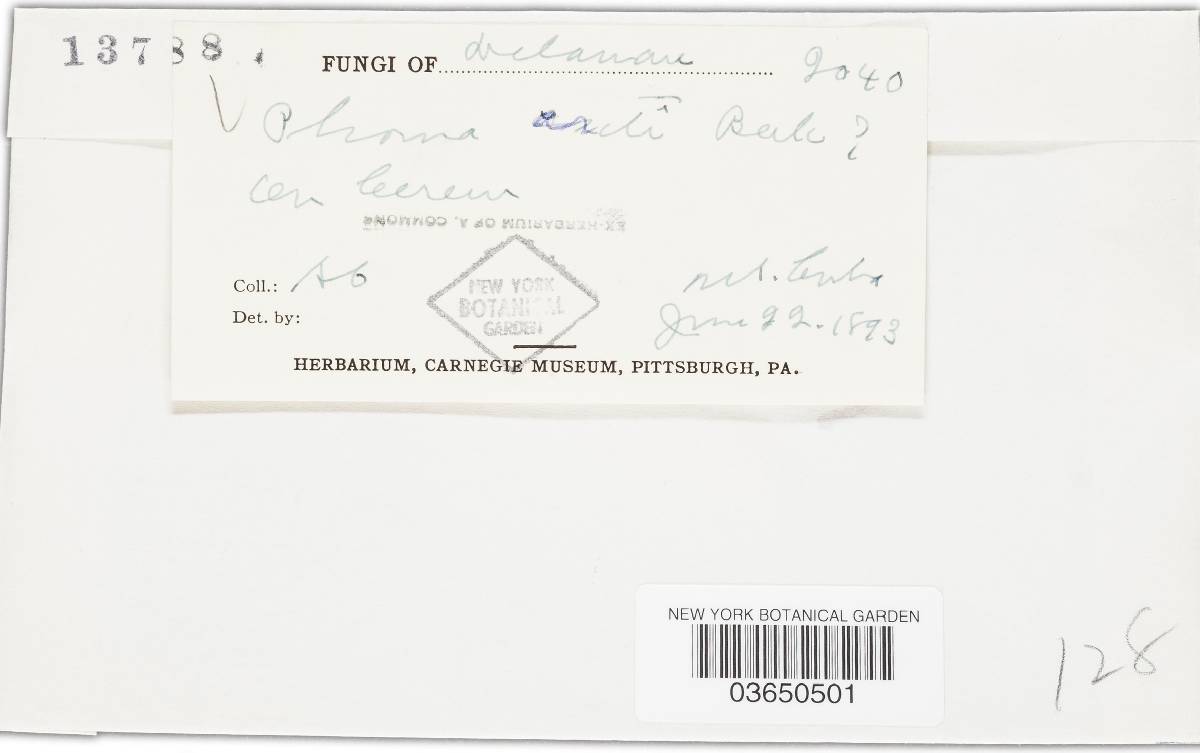 Diaporthe arctii image