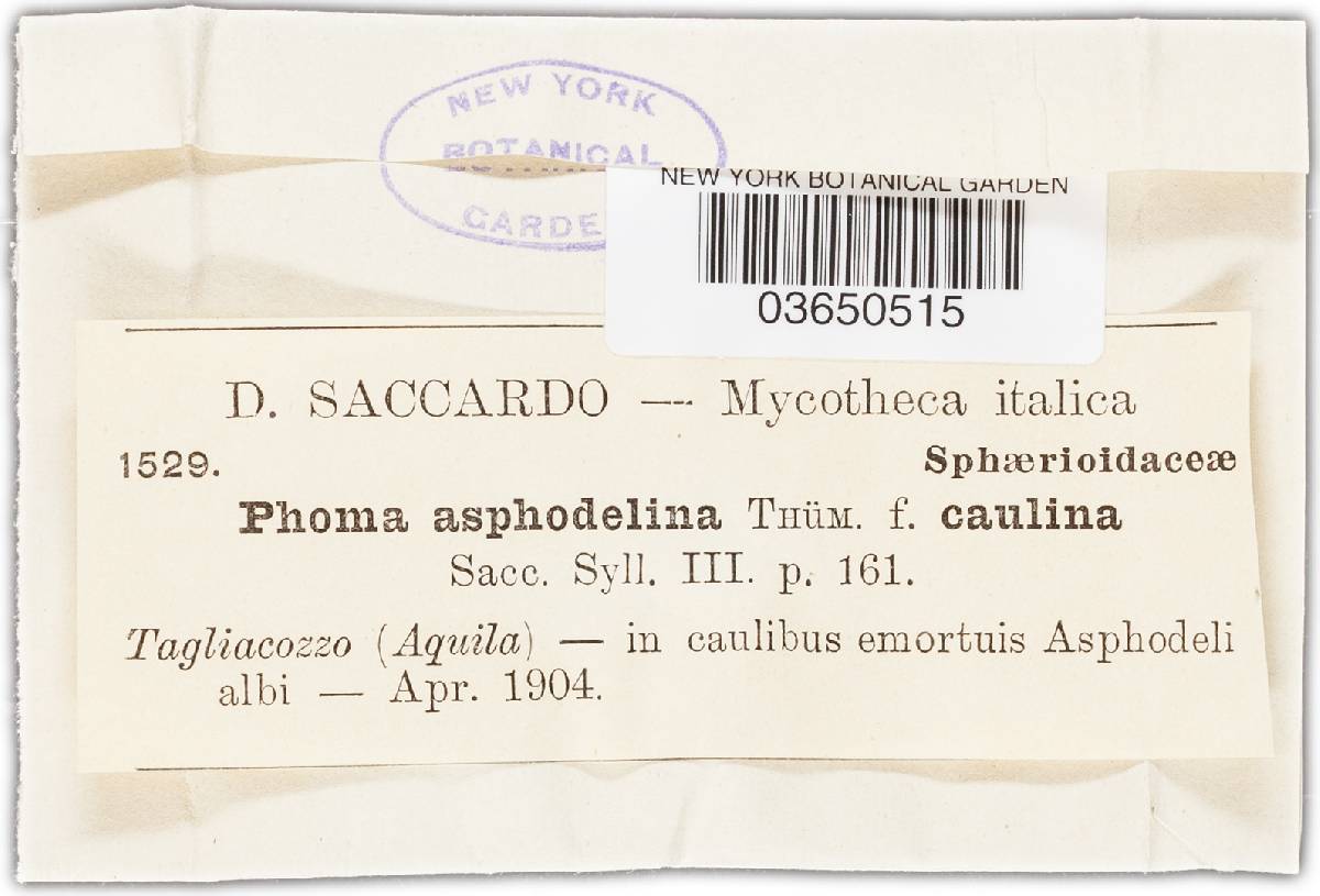 Phoma asphodelina image