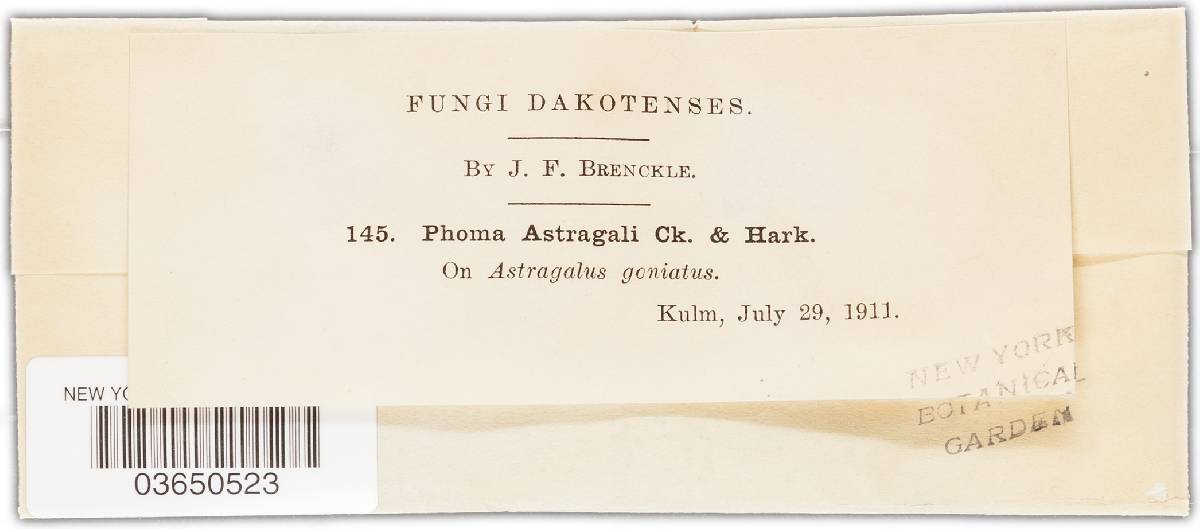 Stagonosporopsis image