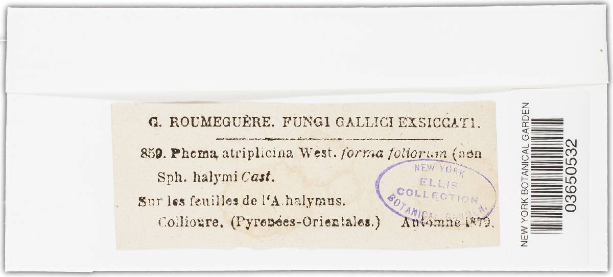 Phoma atriplicina image