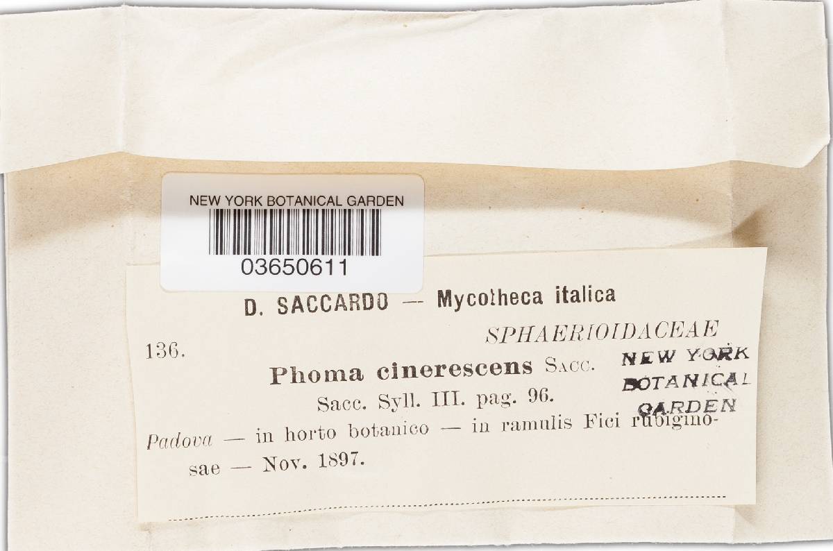 Diaporthe cinerascens image