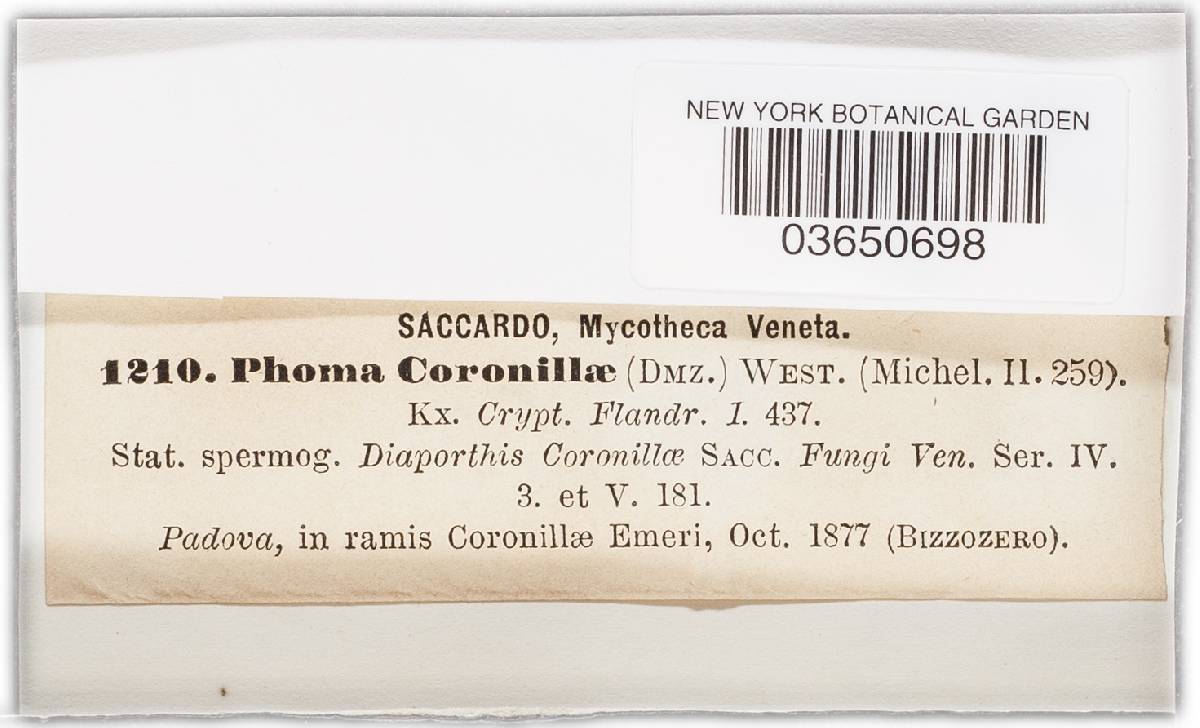 Dothiorella coronillae image