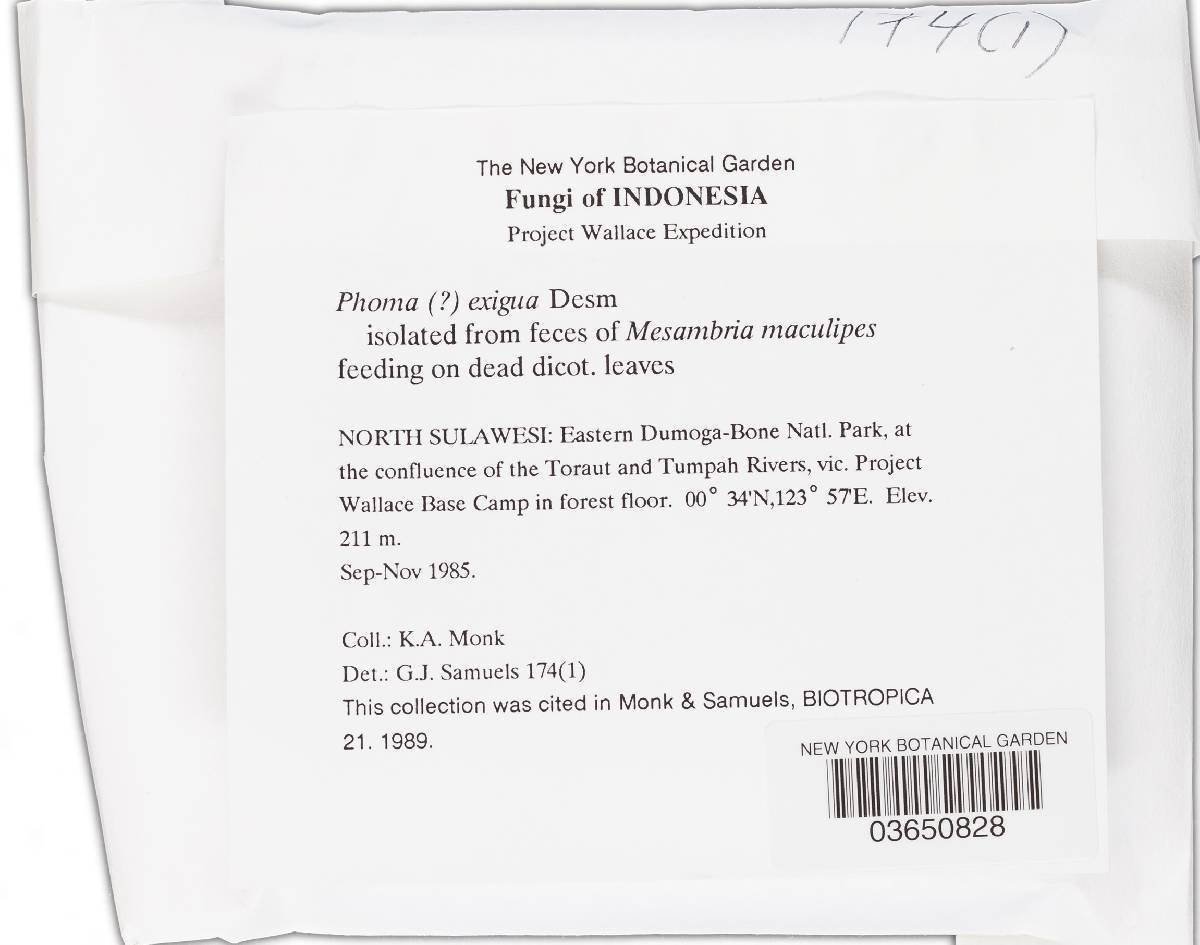 Boeremia exigua var. exigua image