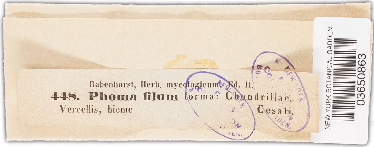 Phoma filum image