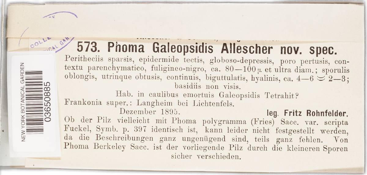 Phoma galeopsidis image