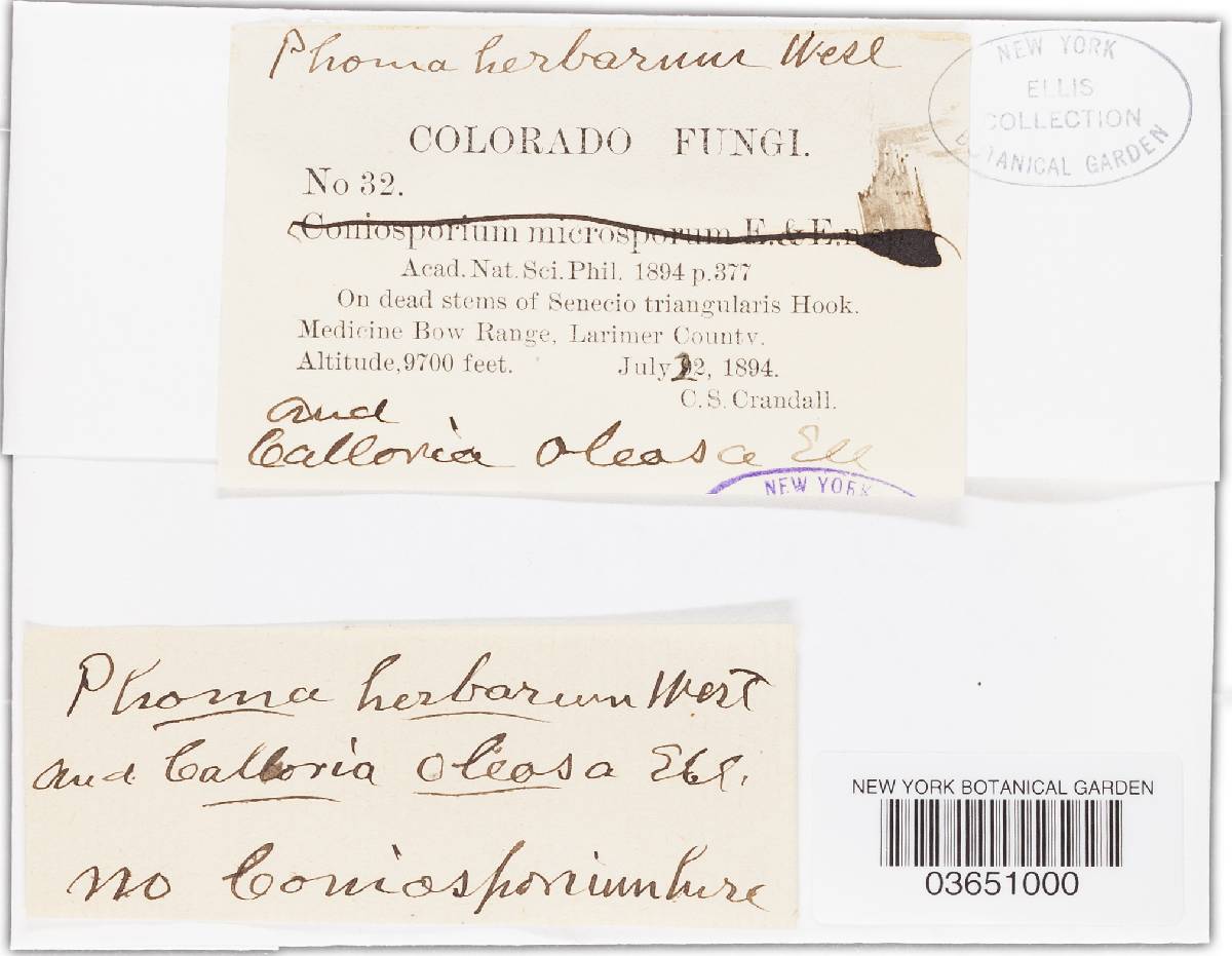 Phoma herbarum image