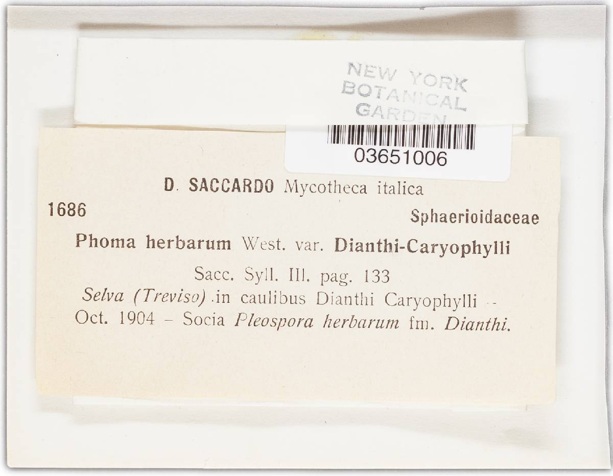 Phoma herbarum image
