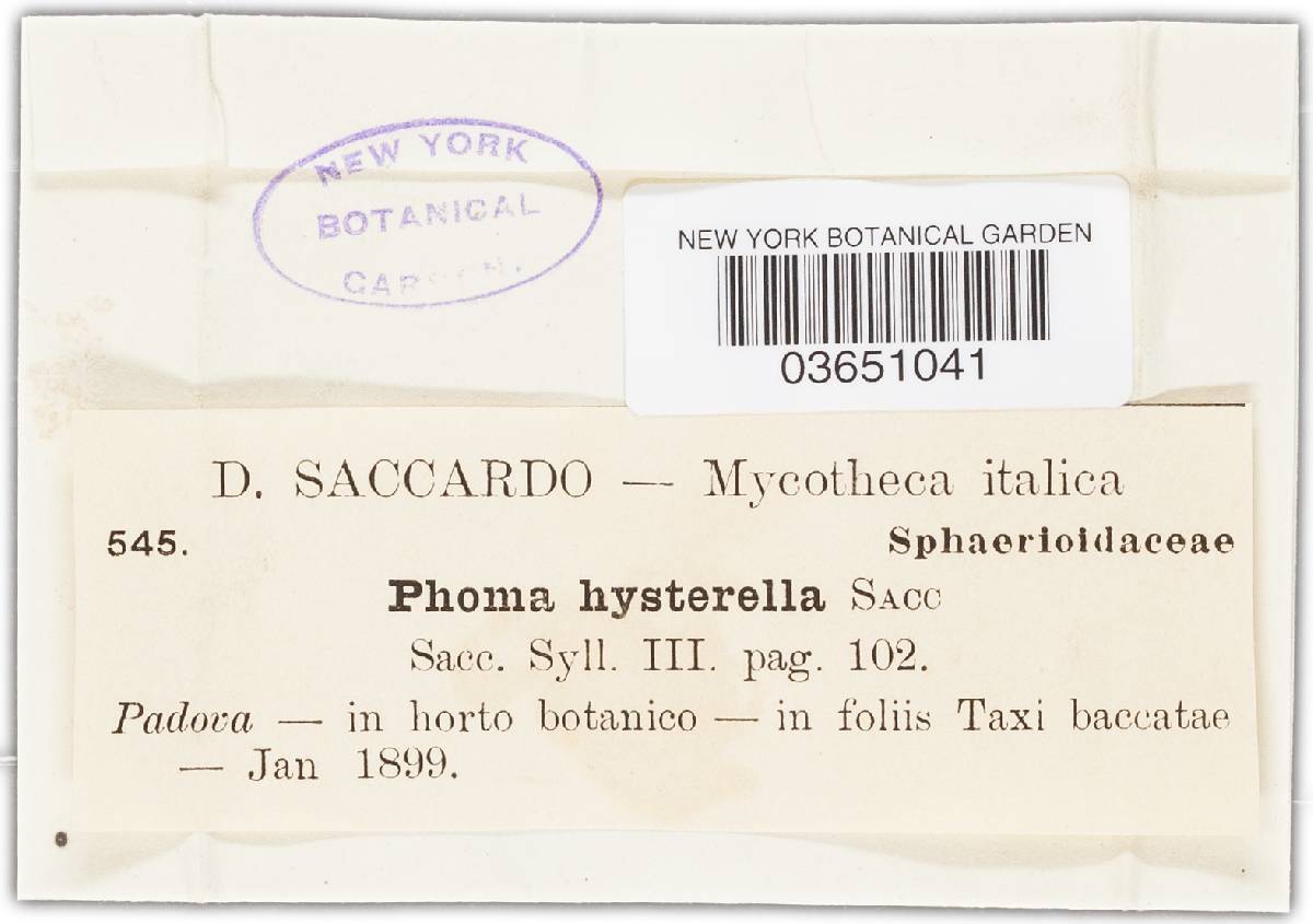Phoma hysterella image