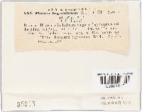 Phoma leguminum image