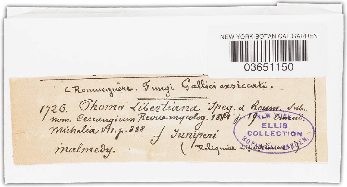 Phoma libertiana image