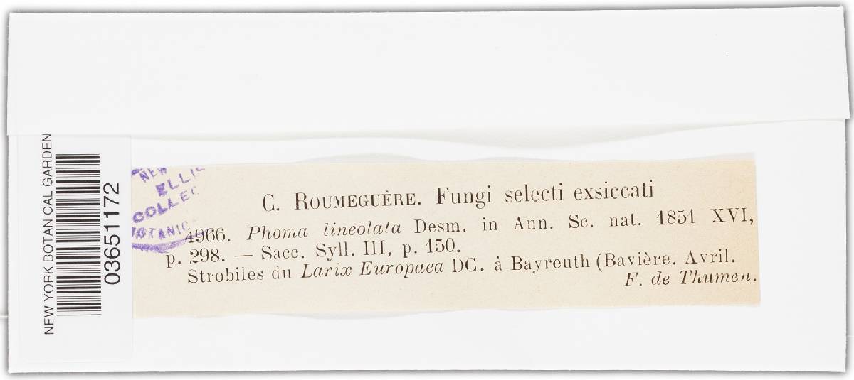 Phoma lineolata image