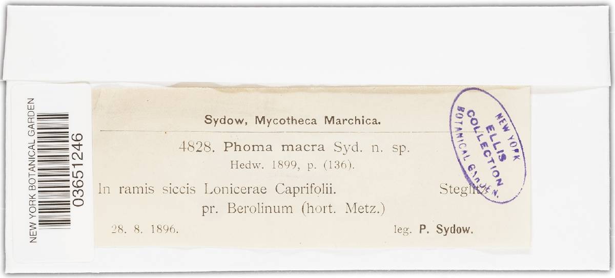 Phoma macra image