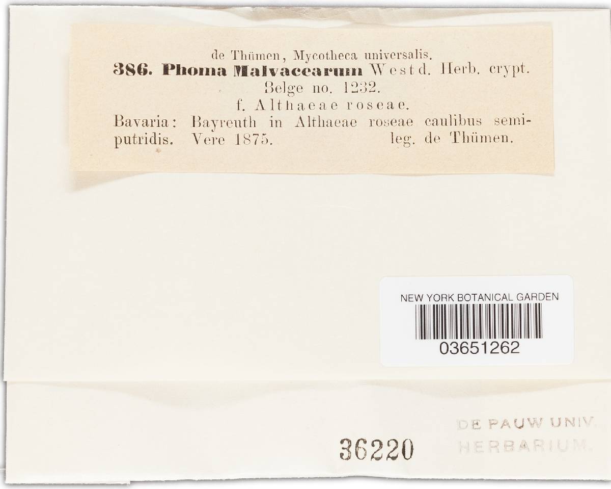 Phoma malvacearum image