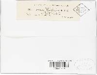 Phoma mamillaris image