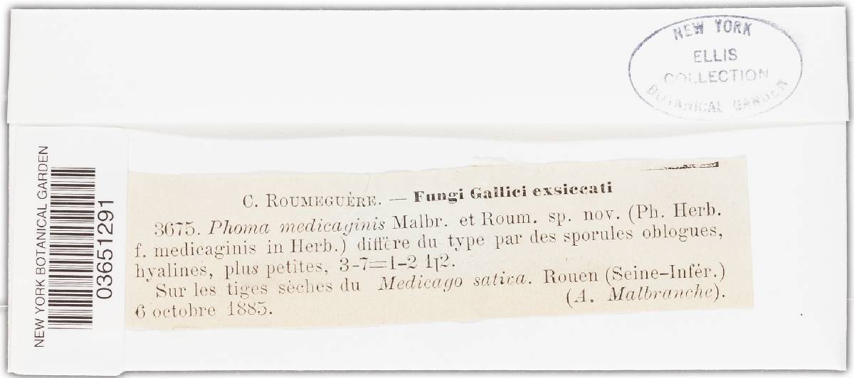 Phoma medicaginis image