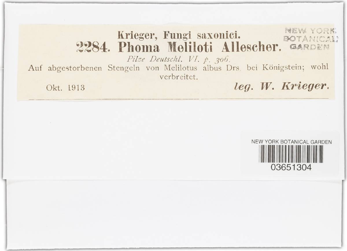 Phoma meliloticola image