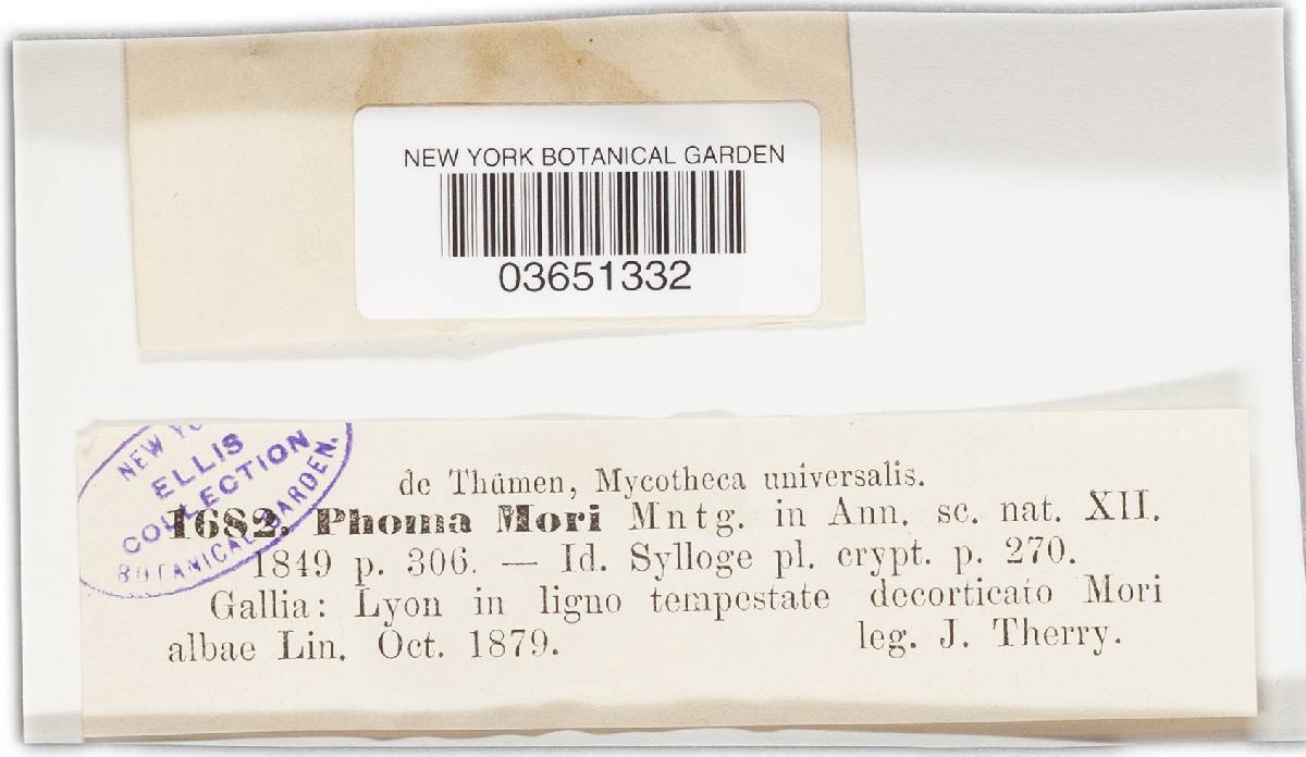 Phoma mori image