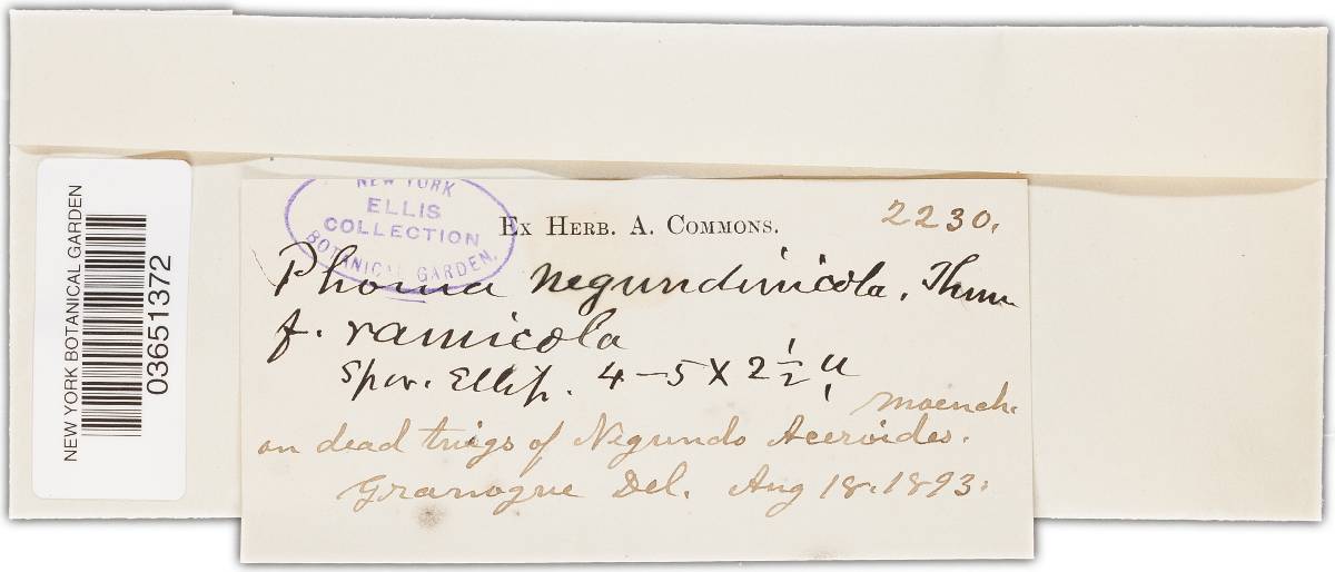 Phoma negundinicola image