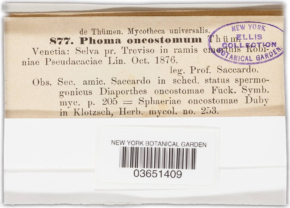 Phoma oncostoma image