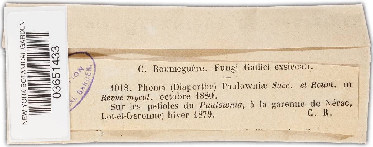 Phoma paulowniae image