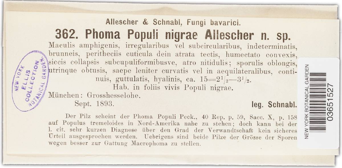 Phoma populi-nigrae image