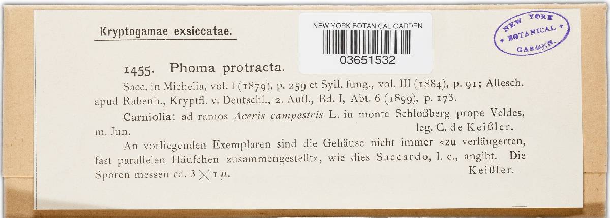 Phoma protracta image